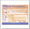 McKesson Anatomical Chart Prenatal Development 20 X 26 Inch Heavy Paper Wall Mount Laminated MK-1014718