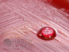 Anaerobe Differentiation Disc HardyDisk™ Nitrogen DISC, NITRATE HDX EACH MK-1016257
