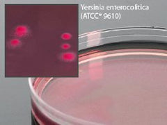 Prepared Media Cefsulodin-Irgasan-Novobiocin Mono-Plate Format PACK OF 10 MK-1079400