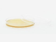 Prepared Media Tryptic Soy Agar (TSA) with Lecithin and Tween® Deep Fill Plate Format PACK OF 10 MK-1087854