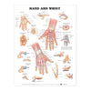 Anatomical Chart Anatomical Chart Co Hand And Wrist MK-1134598