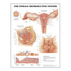 Anatomical Chart Wolters Kluwer Female Reproductive System 20 X 26 Inch Wall Mount Laminated MK-1211338