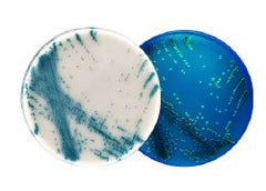 Chromogenic Medium HardyCHROM™ Candida + Auris Mono-Plate Format PACK OF 10 MK-1224303
