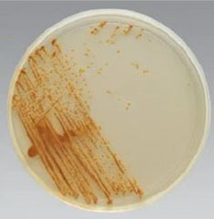 Prepared Media Remel™ BiGGY Agar (Nickerson) Monoplate Format Pack of 10 MK-1225959