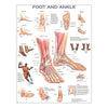 Anatomical Chart Second Edition Foot and Ankle 20 X 26 Inch Heavy Paper Grommets Laminated MK-1242583