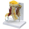 McKesson  Anatomical Model Deluxe Muscled Cervical Spine Adult Size 2.2 lbs. MK-1261186