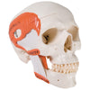 Anatomical Model 3B Scientific® Classic Skull, 2-Part Gender Neutral Adult 2 lbs. Plastic MK-1261188