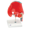 Anatomical Model 3B® Muscled Hip Full Size 1.1 lbs. MK-1261192