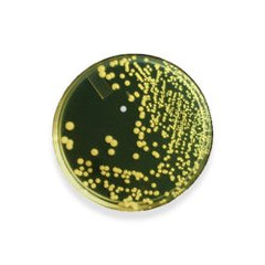 Prepared Media Tryptic Soy Agar (TSA) Beige Petri Plate Format PACK OF 10 MK-1262850