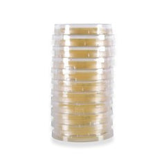 Prepared Media Tryptic Soy Agar (TSA) with Lecithin and Tween® 80 Light Amber Contact Plate Format PACK OF 10 MK-1263175