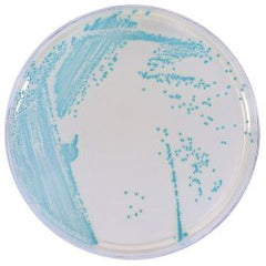 Chromogenic Medium HardyCHROM™ Listeria Mono-Plate Format PACK OF 10 MK-1267071