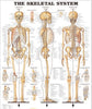 Anatomical Chart Skeletal System 20 X 26 Inch Heavy Paper Grommets Laminated MK-548858