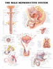 McKesson  Anatomical Chart Male Reproductive System 20 X 26 Inch Paper Unmounted Laminated MK-632308