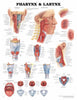 Anatomical Chart Pharnyx and Larnyx 20 X 26 Inch Plastic Wall Mount Laminated MK-705532