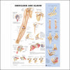 Anatomical Chart Shoulder and Elbow 20 X 26 Inch Plastic Wall Mount Laminated MK-712620