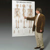 Anatomical Chart Skeletal System 42 X 62 Inch Heavy Paper Grommets MK-725409
