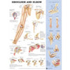 Anatomical Chart Shoulder and Elbow 20 X 26 Inch Styrene Plastic Grommets Laminated MK-732937