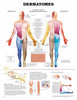 Anatomical Chart Dermatomes 20 X 26 Inch Heavy Paper Grommets Laminated MK-740414