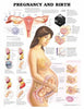 Anatomical Chart Pregnancy and Birth 20 X 26 Inch Plastic Grommets Laminated MK-743235