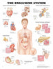 Anatomical Chart Endocrine System 20 X 26 Inch Heavy Paper Laminated MK-780764