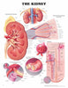 McKesson  Anatomical Chart Kidney 20 X 26 Inch Heavy Paper Grommets Laminated MK-780768