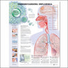Anatomical Chart Understanding Influenza 20 X 26 Inch Heavy Paper Laminated MK-780779