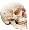 Skull Model Careforde™ Plastic MK-802838