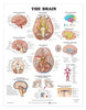 Anatomical Chart Brain 20 X 26 Inch Heavy Paper Grommets Laminated MK-811107