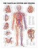 McKesson  Anatomical Chart Vascular System 20 X 26 Inch Heavy Paper Grommets Laminated MK-868910