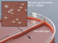Prepared Media Chocolate Agar / Martin Lewis with Lincomycin Bi-Plate Format BOX OF 10 MK-883488