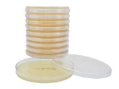 Prepared Media Mueller Hinton Agar Dehydrated PLATES AGAR MUELLER HINTON BOX OF 10 MK-887020