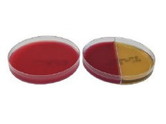 Pre-reduced Culture Media AnaeroGRO™ Brucella with Hemin and Vitamin K / Bacteroides Bile Esculin Agar / Phenylethanol Agar Biplate Bi-Plate Format BOX OF 2 MK-898309