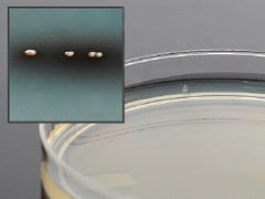 Prepared Media Bile Esculin Agar Mono-Plate Format PLATES AGAR BILE ESCULIN 15X100MM BOX OF 10 MK-898312