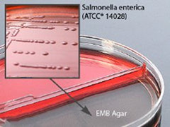 Prepared Media Blood Agar / Eosin Methylene Blue (EMB) Agar Bi-Plate Format BOX OF 10 MK-898319