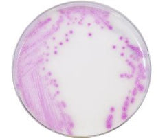 Chromogenic Medium HardyCHROM™ Carbapenem-Resistant Enterbacterale (CRE) Mono-Plate Format BOX OF 10 MK-898324