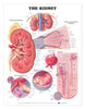 McKesson Anatomical Chart Kidney 20 X 26 Inch Heavy Paper Grommets Laminated MK-903454