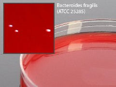 Prepared Media Anaerobic Phenylethyl Alcohol Agar (CDC formula) Mono-Plate Format BOX OF 10 MK-914320