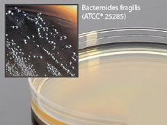 Prepared Media Bacteroides Bile Esculin Agar Mono-Plate Format PLATES, AGAR BBE 15X100MM BOX OF 10 MK-914326