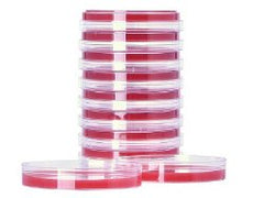 Prepared Media Brucella Blood Agar with Hemin and Vitamin K Red Petri Plate Format PACK OF 10 MK-919164