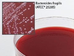Prepared Media Neomycin Anaerobic Blood Agar Mono-Plate Format Pack of 10 MK-919167