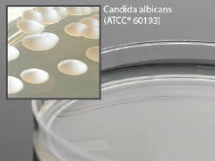 Prepared Media Mycobiotic Agar Deep Fill Plate Format MEDIA, MYCOBIOTIC AGAR DEEP FILL 15X100MM PLATE Pack of 10 MK-919219