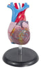 McKesson Heart Model Life-Size MK-921440