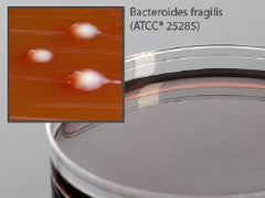 Prepared Media LKV (Laked Sheep Blood, Kanamycin, Vancomycin) Agar Mono-Plate Format BOX OF 10 MK-922398