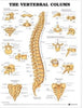 Anatomical Chart Vertical Column 20 X 26 Inch Heavy Paper Wall Mount Laminated MK-945075