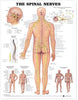 Anatomical Chart Anatomical Chart Co The Spinal Nerves MK-945235