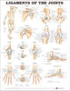 Anatomical Chart Joints 20 X 26 Inch Heavy Paper Grommets Laminated MK-995116
