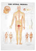McKesson  Anatomical Chart Spinal Nerves 3D Raised Relief 18 X 25 Inch Plastic Wall Mount Laminated MK-705526