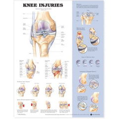 Anatomical Charts