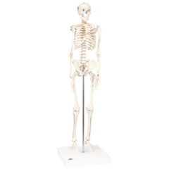 Full Body Skeletal Anatomical Model
