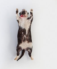 Ward's Science Preserved Cat Large 18 Inch and Over, Formalin Preserved, Plain Preserved Injected Type